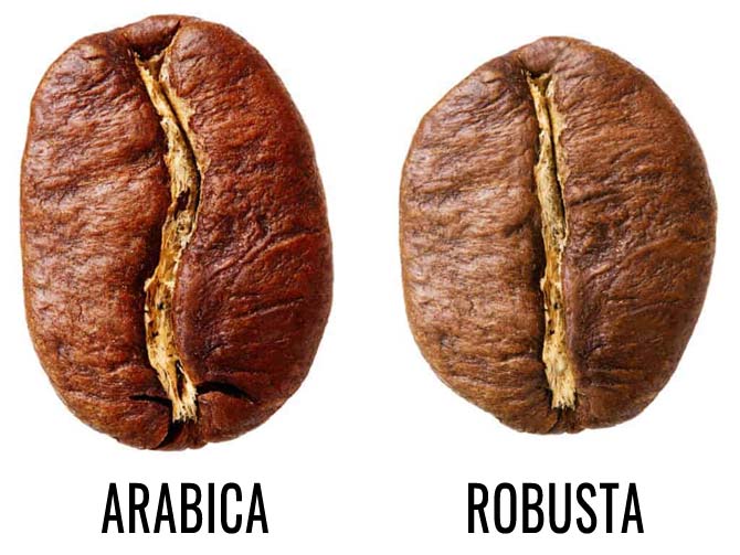 Differences between Arabica and Robusta coffee