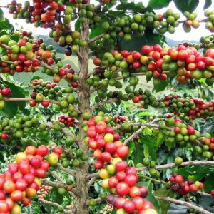 عربیکا coffea-arabica